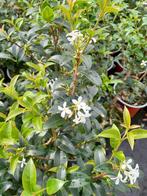 Osmanthus burkwoodii schijnhulst in pot, Ophalen of Verzenden, Hulst, Struik