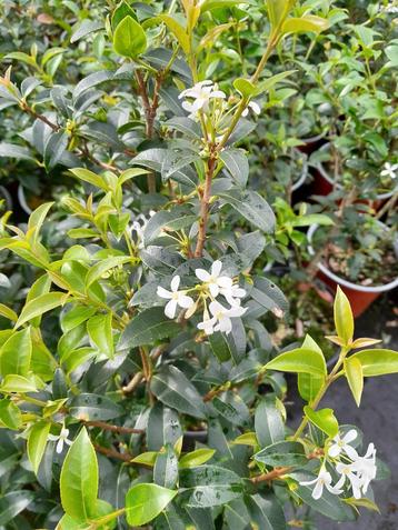 Osmanthus burkwoodii schijnhulst in pot beschikbaar voor biedingen