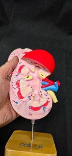 Curiosity Cabinet -Reproduction of human kidney- Homo sp. -, Antiek en Kunst