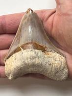 Megalodon tand 9,5 cm - Fossiele tand - Carcharocles