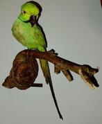 Rosékaket Taxidermie volledige montage - Psittacula krameri, Nieuw