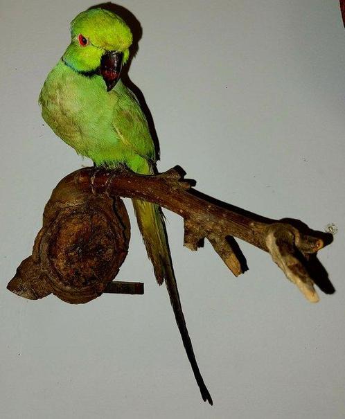 Rosékaket Taxidermie volledige montage - Psittacula krameri, Verzamelen, Dierenverzamelingen