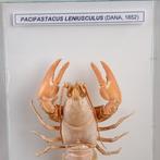 Maritieme curiositeiten van Wunderkammer Taxidermie, Verzamelen, Dierenverzamelingen, Nieuw