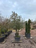 Quercus Ilex Meerstammig steeneik, Tuin en Terras, Planten | Bomen, Ophalen