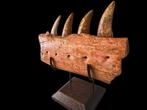 Dinosaurus - Gefossiliseerde kaak - Carcharodontosaurus sp.