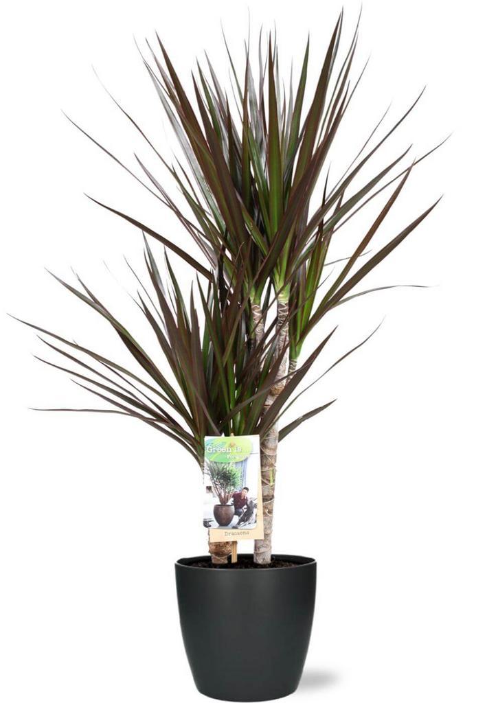 Dracaena Magenta - Ø17cm - 80cm + Pot Brussels D18x17cm - A, Tuin en Terras, Bloembollen en Zaden, Verzenden
