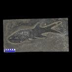 Vis - Fossiel skelet - Pygopterus sp. - 61 cm - 32 cm, Verzamelen