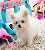 Schattige, speelse mini MALTIPOM , pomeranian x maltezer, Dieren en Toebehoren, Honden | Chihuahua's en Gezelschapshonden, Parvo
