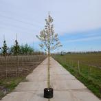 Sierappel boom in diverse maten
