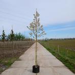 Sierappel boom in diverse maten, Tuin en Terras, Planten | Bomen