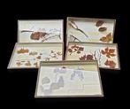 A lovely collection of 5 boxed preparations from Boubée, Nieuw