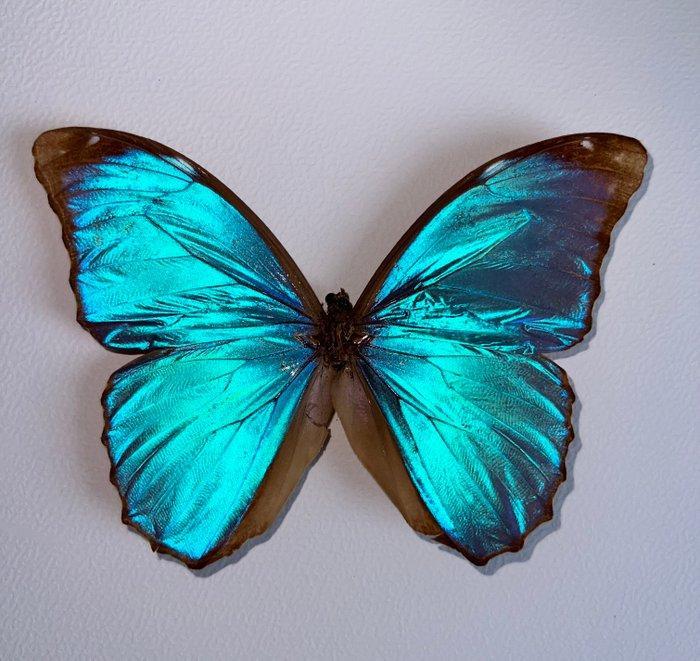 Vlinder Taxidermie wandmontage - Morpho menelaus pucalpensis, Antiek en Kunst, Curiosa en Brocante