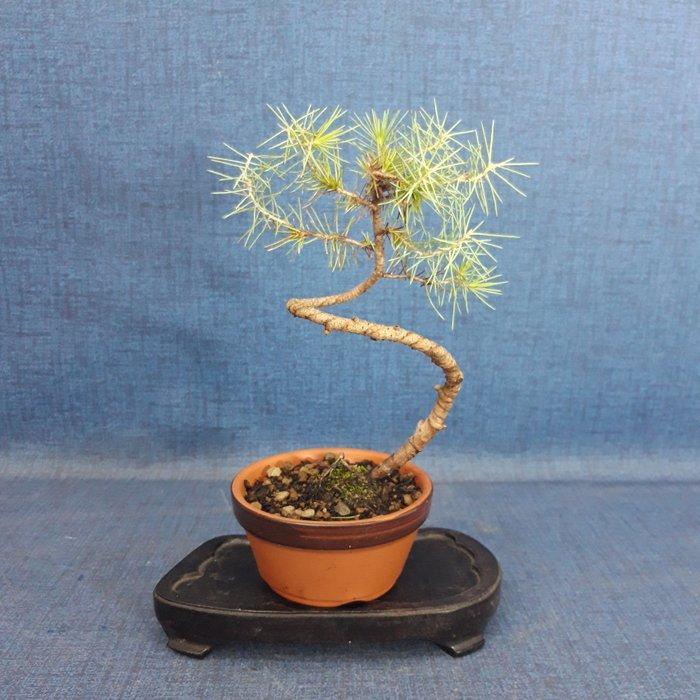 Den bonsai (Pinus) - Hoogte (boom): 19 cm - Diepte (boom):, Antiek en Kunst, Curiosa en Brocante