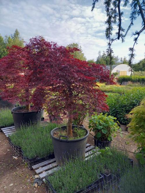 Japanse esdoorn, Tuin en Terras, Planten | Bomen, Ophalen