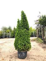 3x Koningsconifeer Thuja Smaragd, Solitair, Wintergroen, Nieuw