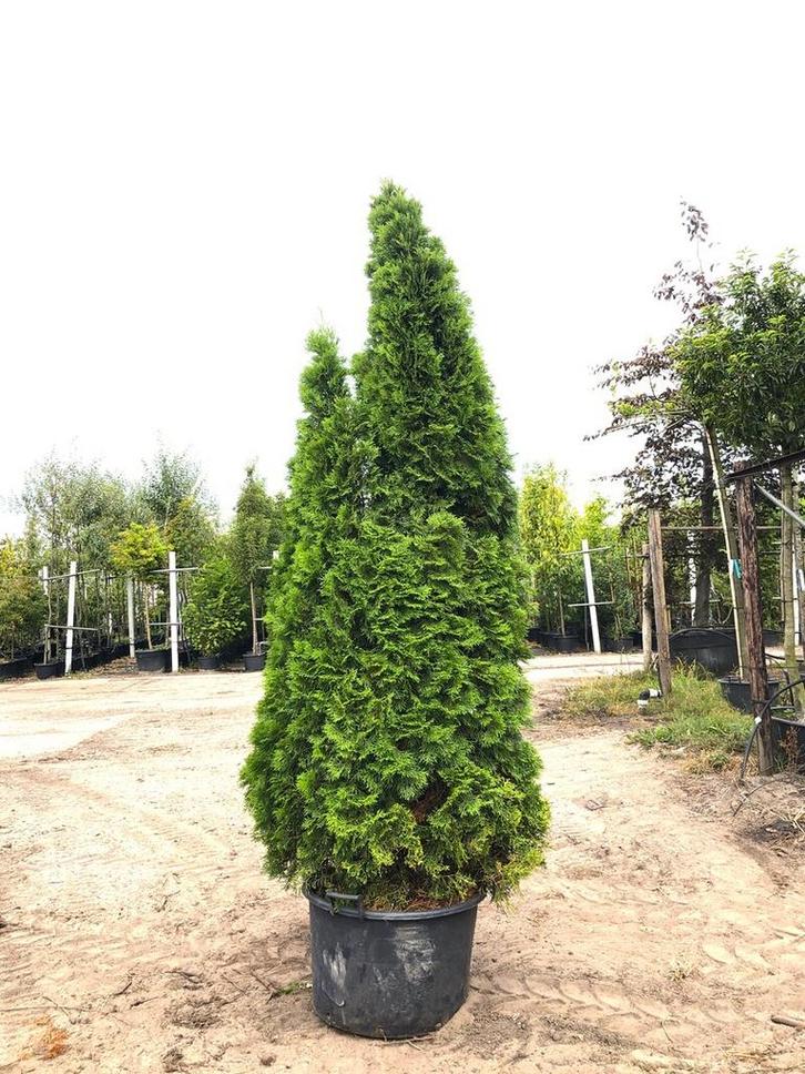 3x Koningsconifeer Thuja Smaragd, Solitair, Wintergroen, Auto's, Fiat