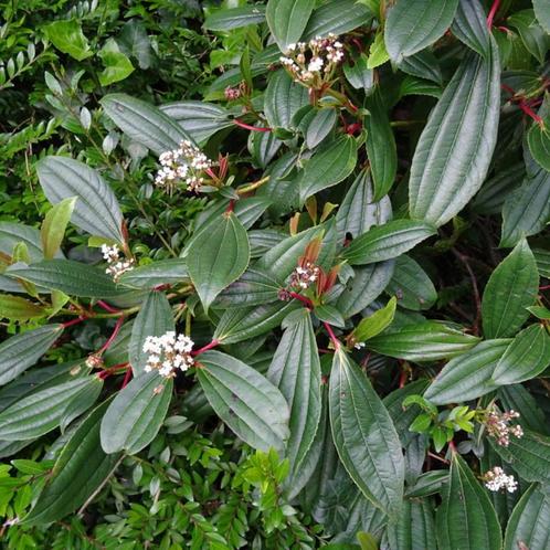 Viburnum davidii - 20-30 cm hoogte, Tuin en Terras, Planten | Tuinplanten, Ophalen of Verzenden