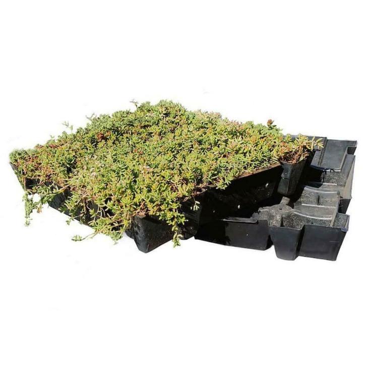 Sedumcasettes voor groen dak, Tuin en Terras, Planten | Tuinplanten, Bodembedekkers, Vaste plant, Volle zon, Zomer, Ophalen of Verzenden
