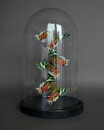Vlinder Taxidermie volledige montage - Urania ripheus - 26, Nieuw