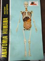 Anatomisch model - Plastic - 1967 - Serima