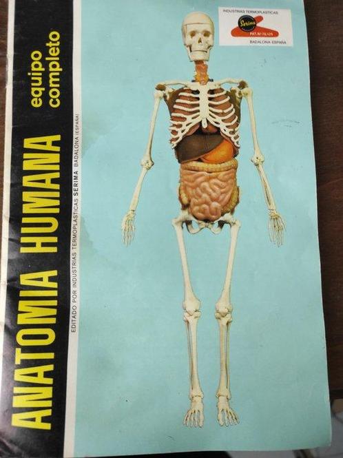 Anatomisch model - Plastic - 1967 - Serima, Antiek en Kunst, Antiek | Wandborden en Tegels