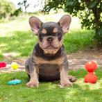 Prachtige raszuivere Franse bulldog pups, Dieren en Toebehoren, Honden | Bulldogs, Pinschers en Molossers, 15 weken tot 1 jaar