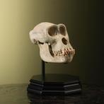 Gorilla Schedel V Taxidermie Opgezette Dieren By Max, Ophalen of Verzenden, Nieuw, Wild dier, Opgezet dier