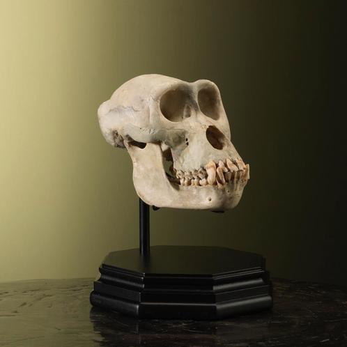 Gorilla Schedel V Taxidermie Opgezette Dieren By Max, Verzamelen, Dierenverzamelingen, Opgezet dier, Nieuw, Wild dier, Ophalen of Verzenden