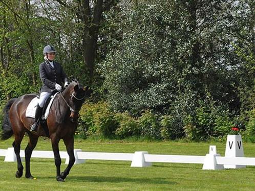 Dressuur Letterbordjes, 12 Stuks, Dieren en Toebehoren, Paarden en Pony's | Overige Paardenspullen, Nieuw, Verzenden