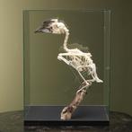 Trompetneushoornvogel V Skelet, Ophalen of Verzenden, Nieuw, Vogel, Opgezet dier