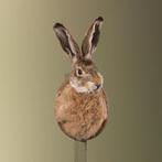 Haas Taxidermie Opgezette Dieren By Max, Ophalen of Verzenden, Nieuw, Wild dier, Opgezet dier