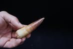 Spinosaurio van zeer fijne kwaliteit - Fossiele tand -