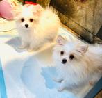 Mooie, gezonde MALTIPOM teefjes, maltezer x pomeranian, Dieren en Toebehoren, Honden | Chihuahua's en Gezelschapshonden, Parvo