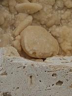 Krab - Fossiel skelet - 95 mm - 80 mm (Zonder Minimumprijs), Verzamelen