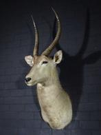 Waterbok Taxidermie wandmontage - Kobus ellipsiprymnus - 50, Nieuw