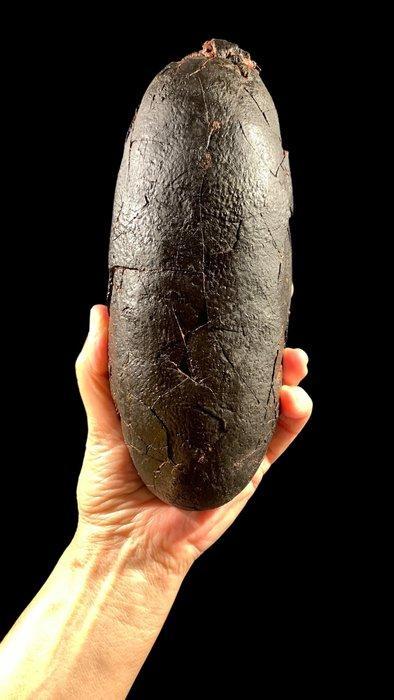 Gefossiliseerd ei - Oviraptoridae - 22 cm - 9 cm (Zonder, Verzamelen, Mineralen en Fossielen