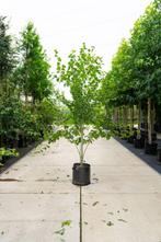 Acer rufinerve meerstammig, Tuin en Terras, Planten | Tuinplanten