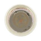 LED GU10 5W 3000K-2200K 400lm 60º DimToWarm Ø5cm, Ophalen of Verzenden, Nieuw