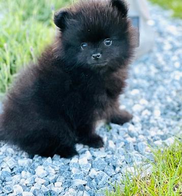 Bear face pomeranian pomeriaan teefjes, ouders aanwezig beschikbaar voor biedingen