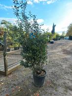 Osmanthus Burkwoodii schijnhulst, Ophalen