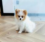 Zeer klein , speels mini pomeranian pomeriaan teefje, Dieren en Toebehoren, Parvo, Overige rassen, 8 tot 15 weken, Teef