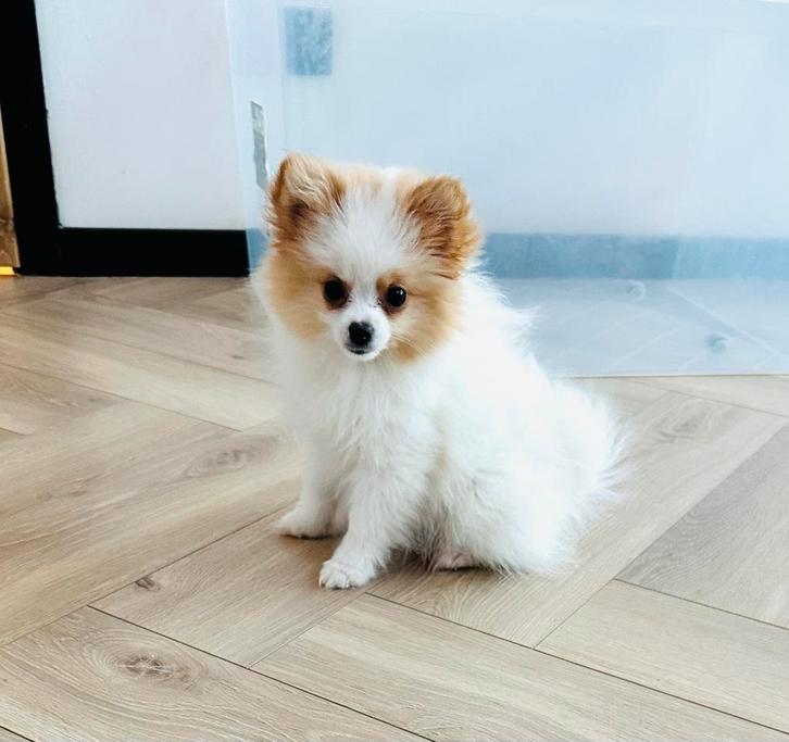 Zeer klein , speels mini pomeranian pomeriaan teefje, Dieren en Toebehoren, Honden | Chihuahua's en Gezelschapshonden, Meerdere