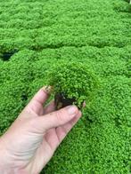 Hemianthus Callitrichoides (Aquariumplanten), Dieren en Toebehoren, Verzenden, Nieuw, Plant(en), Steen of Hout