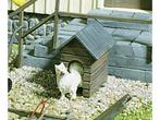 POLA 333210 1 Hundehütte (Scenery, grootspoor), Hobby en Vrije tijd, Modelbouw | Figuren en Diorama's, Ophalen of Verzenden, Nieuw