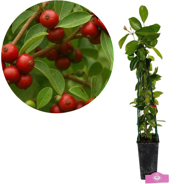 Psidium cattleianum Red + pot 17cm, Tuin en Terras, Planten | Fruitbomen, Volle zon, Verzenden