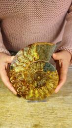 Ammoniet - Gefossiliseerd dier - Aioloceras (Cleoniceras), Nieuw