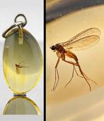 Barnsteen - Honey Glow BALTIC AMBER – Ancient MOSQUITO, Verzamelen