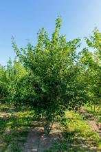 Acer rubrum meerstammig, Tuin en Terras, Planten | Tuinplanten