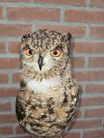 Afrikaanse Oehoe Taxidermie volledige montage - Bubo, Nieuw