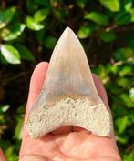 Megalodon - Fossiele tand - 10 cm - 7 cm, Verzamelen, Mineralen en Fossielen